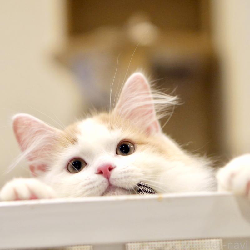 販売中の東京都のサイベリアン-133716の8枚目