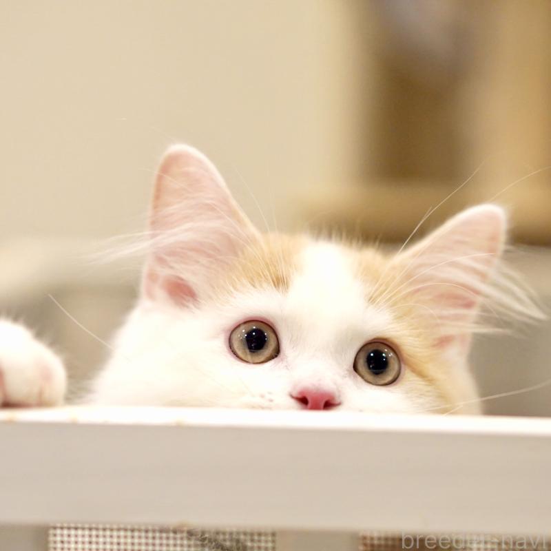 販売中の東京都のサイベリアン-133716の7枚目