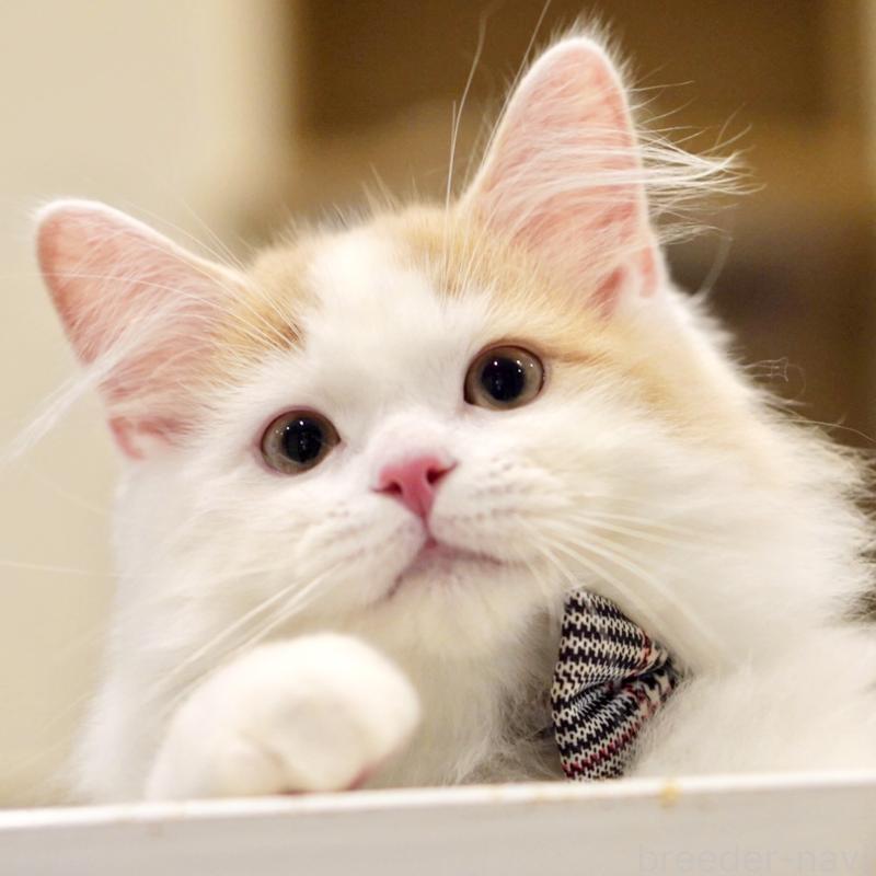 販売中の東京都のサイベリアン-133716の6枚目