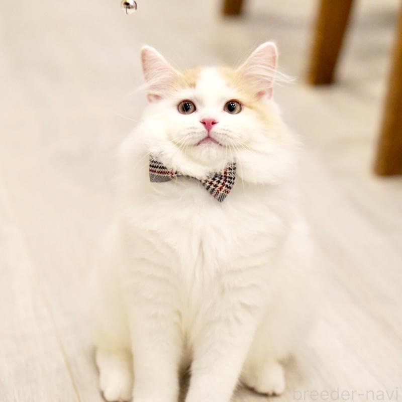 販売中の東京都のサイベリアン-133716の5枚目