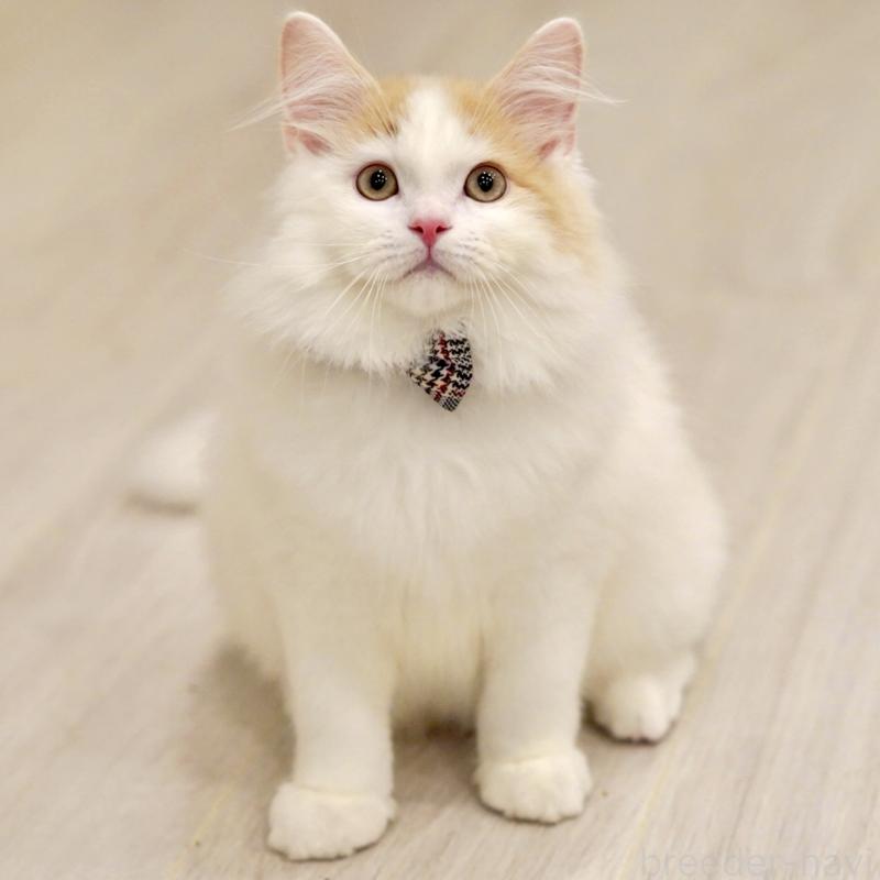 販売中の東京都のサイベリアン-133716の4枚目