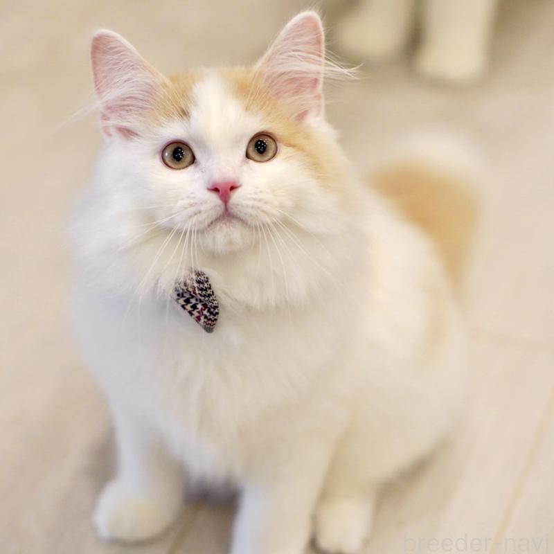 販売中の東京都のサイベリアン-133716の3枚目