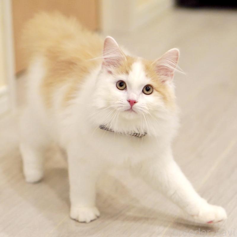 販売中の東京都のサイベリアン-133716の2枚目