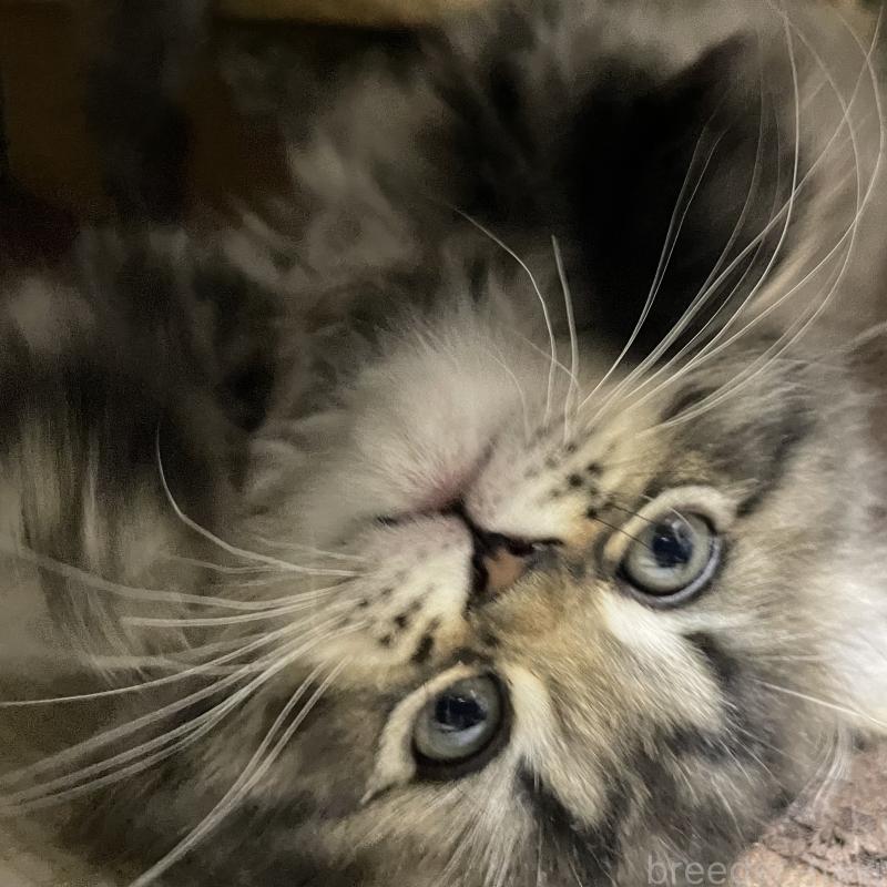 販売中の愛知県のミヌエット-136427