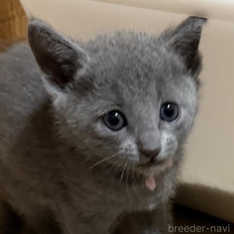 販売中の鹿児島県のロシアンブルー-139156の3枚目