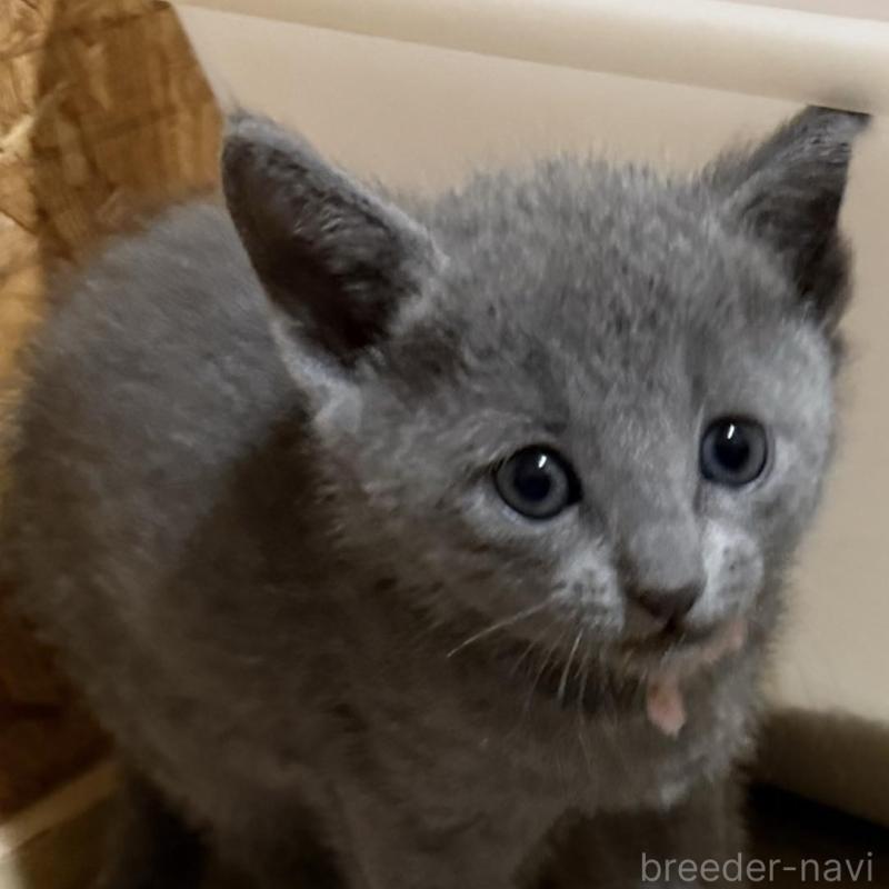 販売中の鹿児島県のロシアンブルー-139156の2枚目