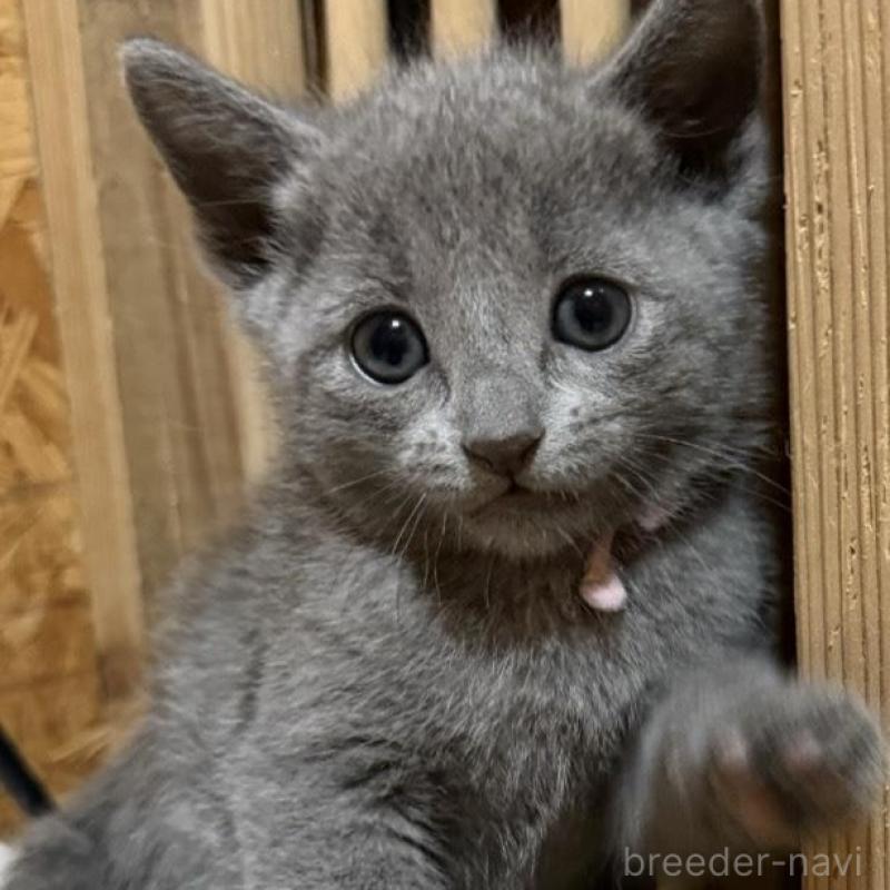 販売中の鹿児島県のロシアンブルー-139156