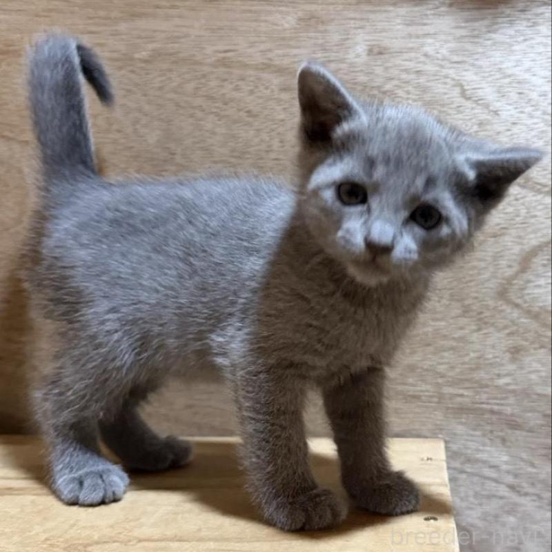 販売中の鹿児島県のロシアンブルー-139158の3枚目