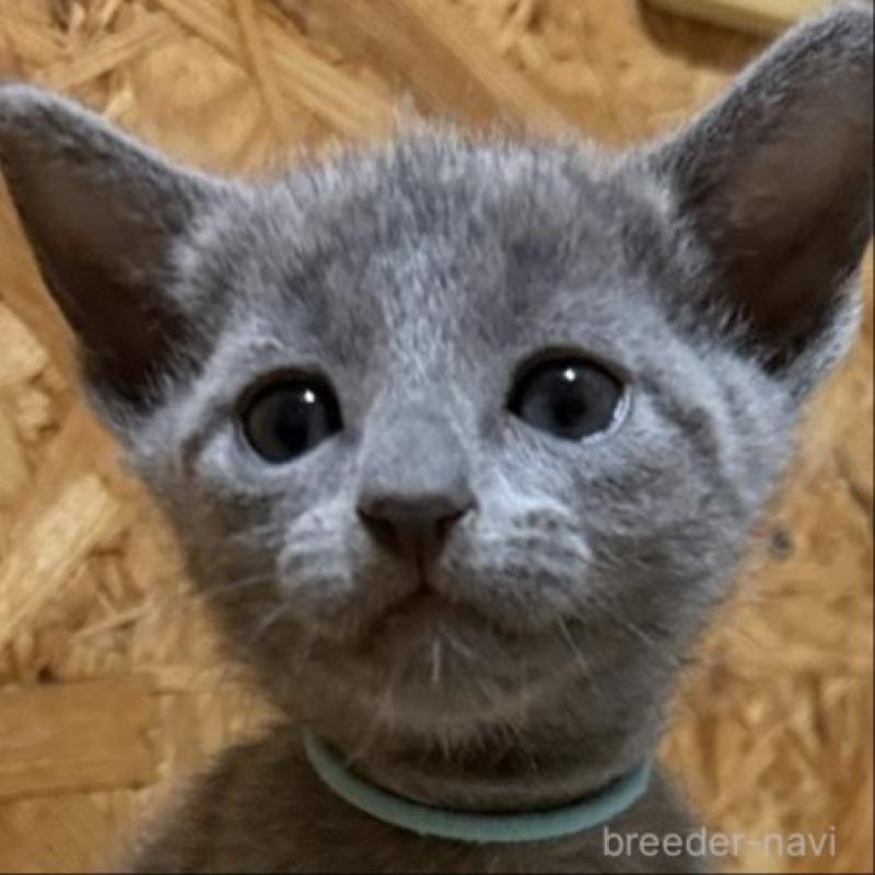 販売中の鹿児島県のロシアンブルー-139158の1枚目