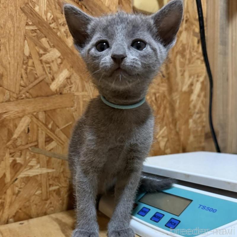 販売中の鹿児島県のロシアンブルー-139158の2枚目