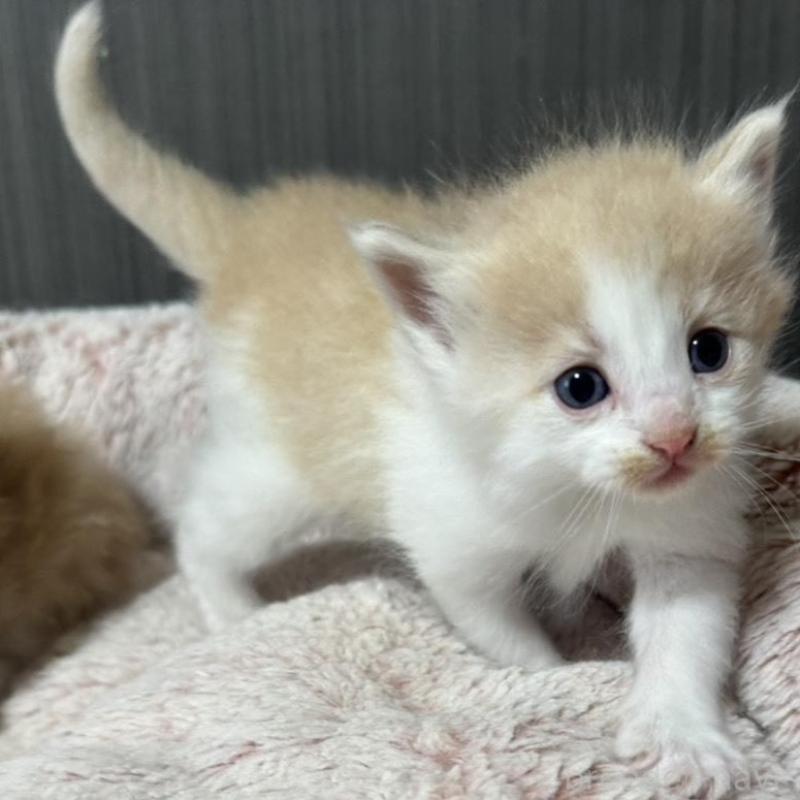 販売中の香川県のノルウェージャンフォレストキャット-139159の6枚目