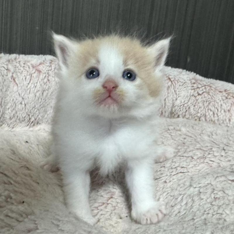 販売中の香川県のノルウェージャンフォレストキャット-139159の5枚目