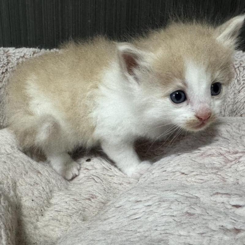 販売中の香川県のノルウェージャンフォレストキャット-139159の4枚目