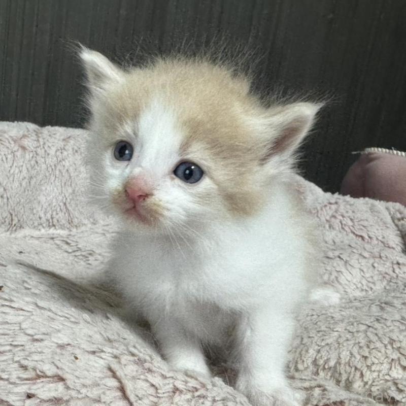 販売中の香川県のノルウェージャンフォレストキャット-139159の3枚目