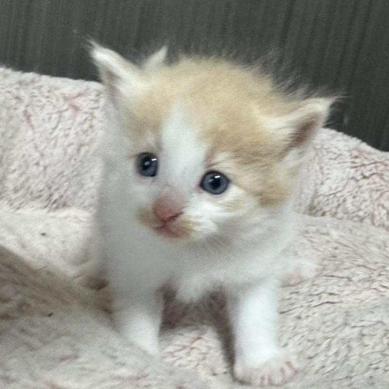 販売中の香川県のノルウェージャンフォレストキャット-139159の2枚目