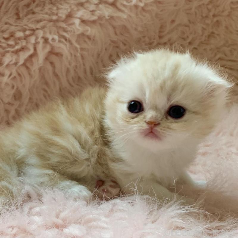 販売中の茨城県のスコティッシュフォールド(折れ耳)-139162の4枚目