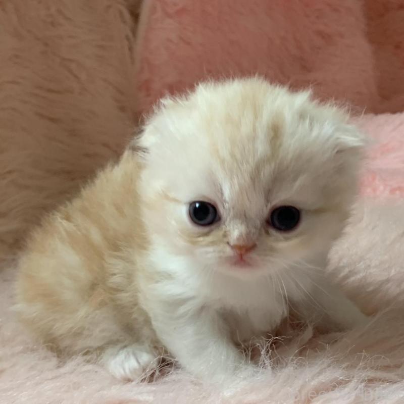 販売中の茨城県のスコティッシュフォールド(折れ耳)-139162