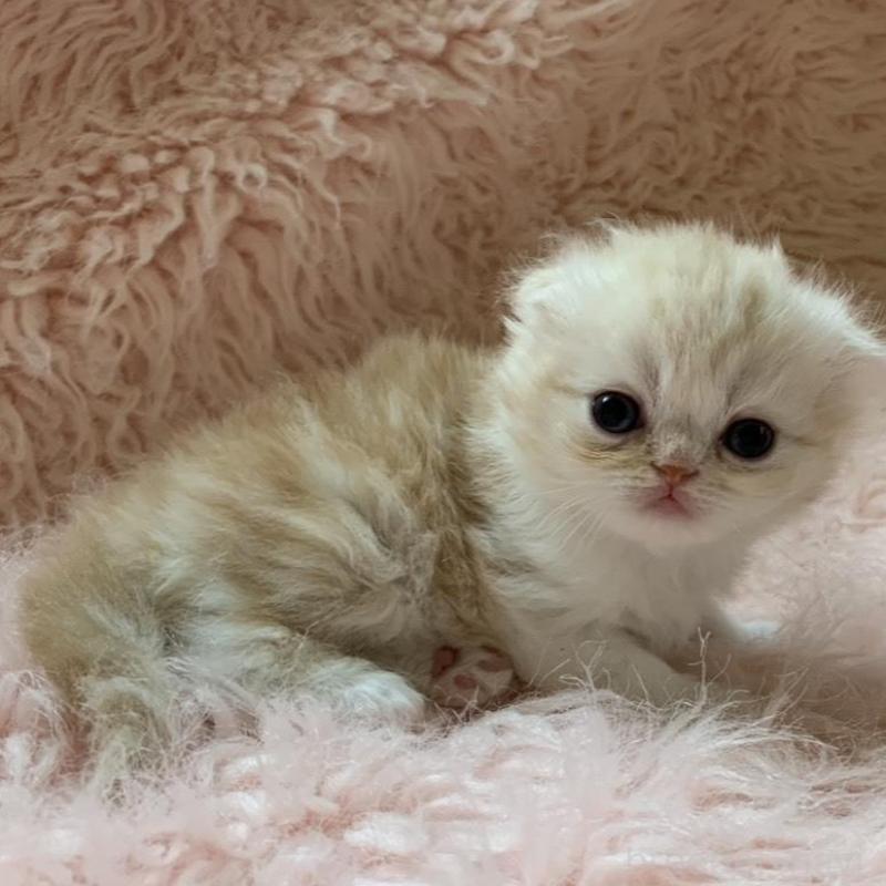 販売中の茨城県のスコティッシュフォールド(折れ耳)-139162の3枚目