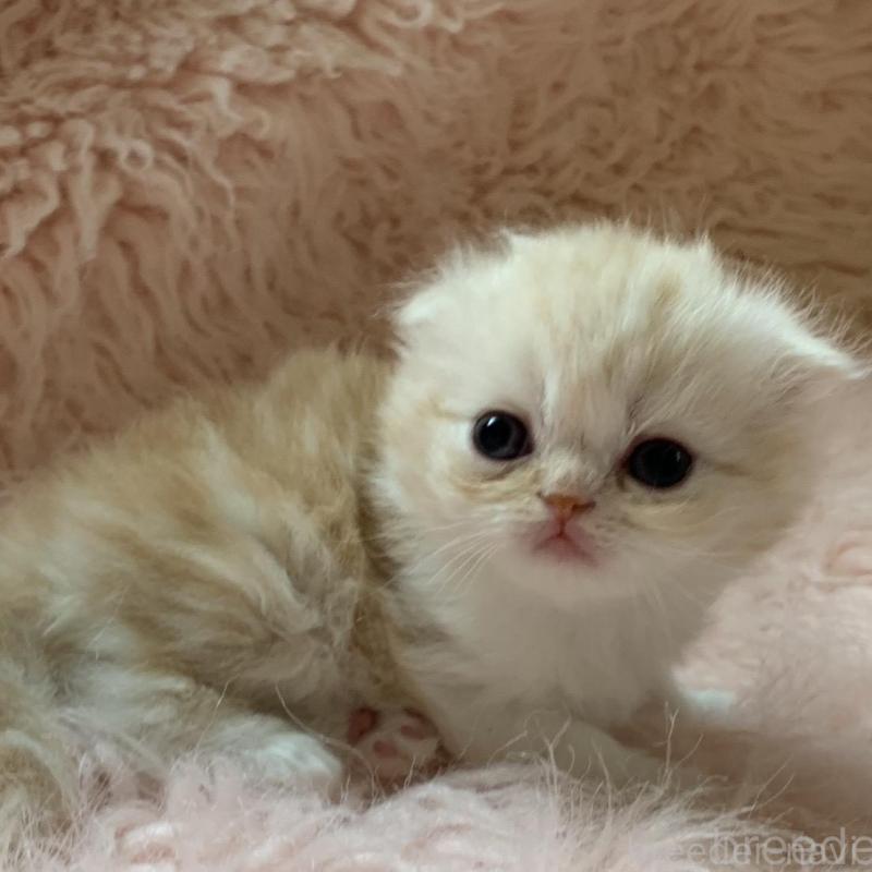 販売中の茨城県のスコティッシュフォールド(折れ耳)-139162の2枚目