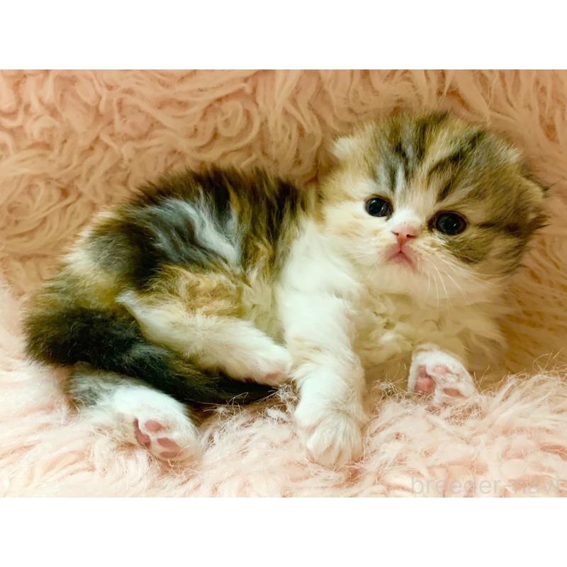 販売中の茨城県のスコティッシュフォールド(折れ耳)-139164の10枚目