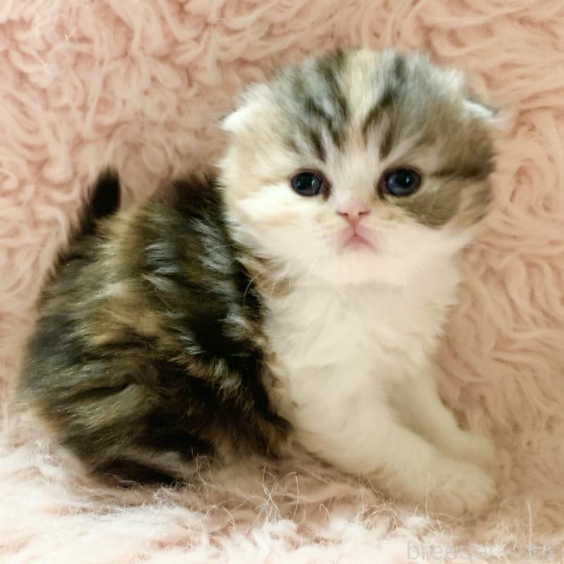 販売中の茨城県のスコティッシュフォールド(折れ耳)-139164の9枚目