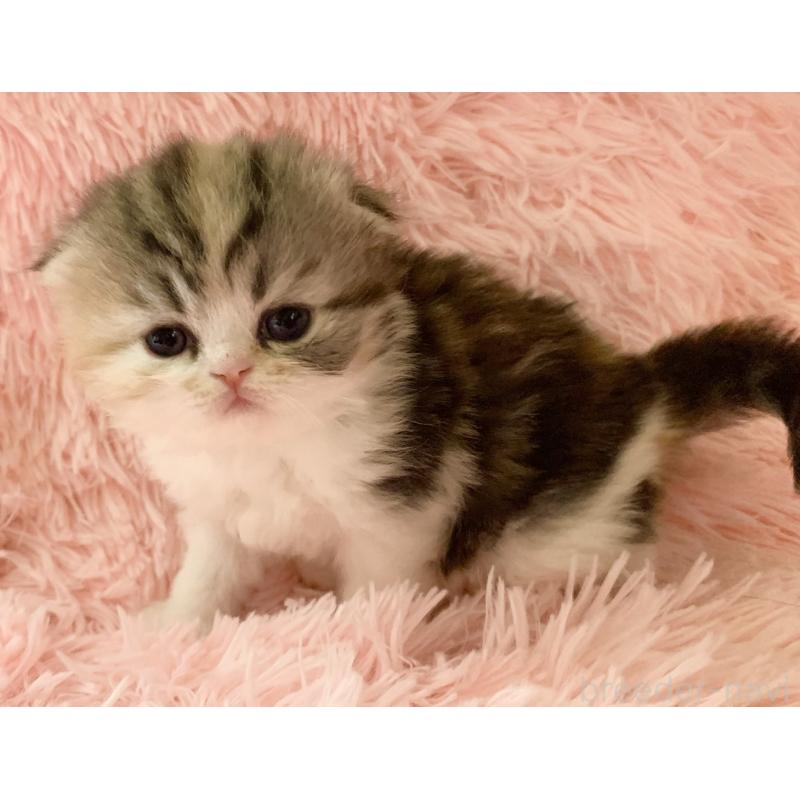 販売中の茨城県のスコティッシュフォールド(折れ耳)-139164の8枚目