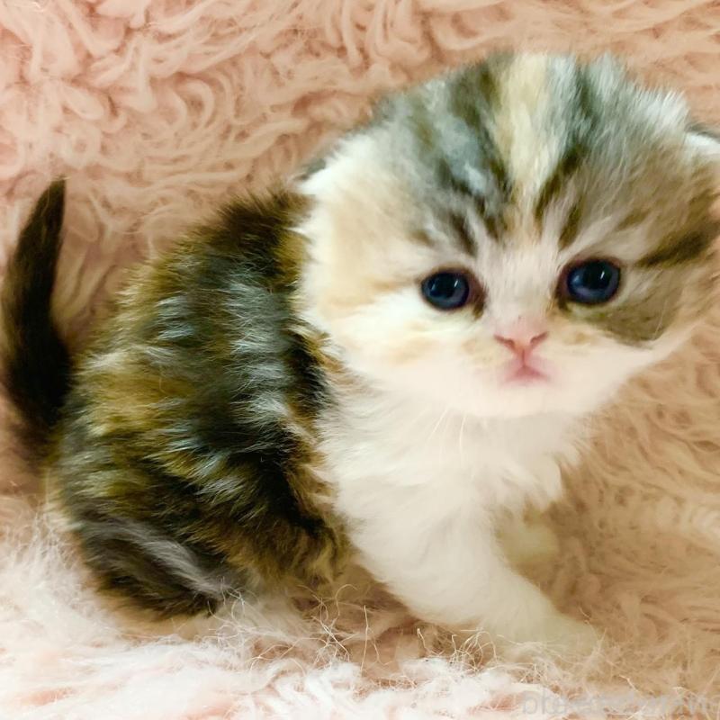 販売中の茨城県のスコティッシュフォールド(折れ耳)-139164の7枚目