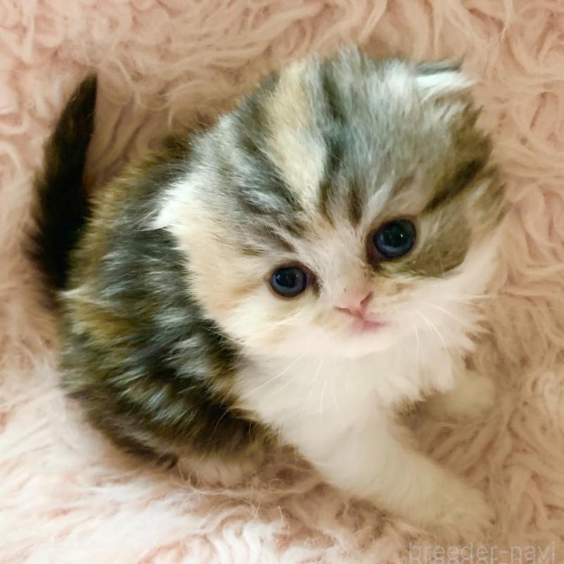 販売中の茨城県のスコティッシュフォールド(折れ耳)-139164の6枚目