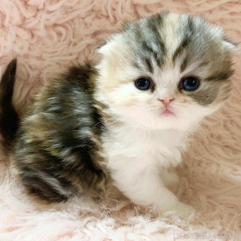 販売中の茨城県のスコティッシュフォールド(折れ耳)-139164の5枚目