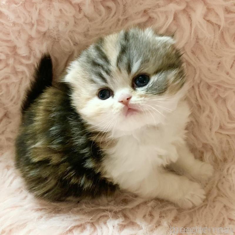 販売中の茨城県のスコティッシュフォールド(折れ耳)-139164の4枚目