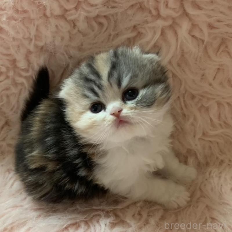 販売中の茨城県のスコティッシュフォールド(折れ耳)-139164の3枚目