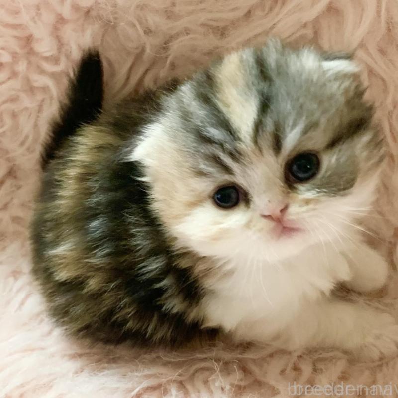 販売中の茨城県のスコティッシュフォールド(折れ耳)-139164の2枚目