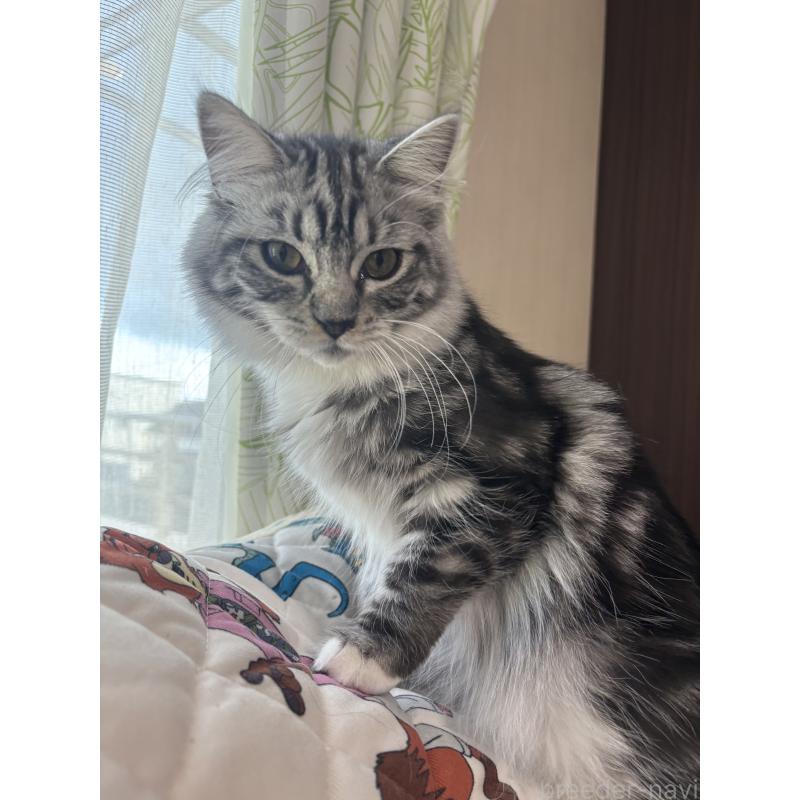 販売中の長野県のメインクーン-131219の2枚目