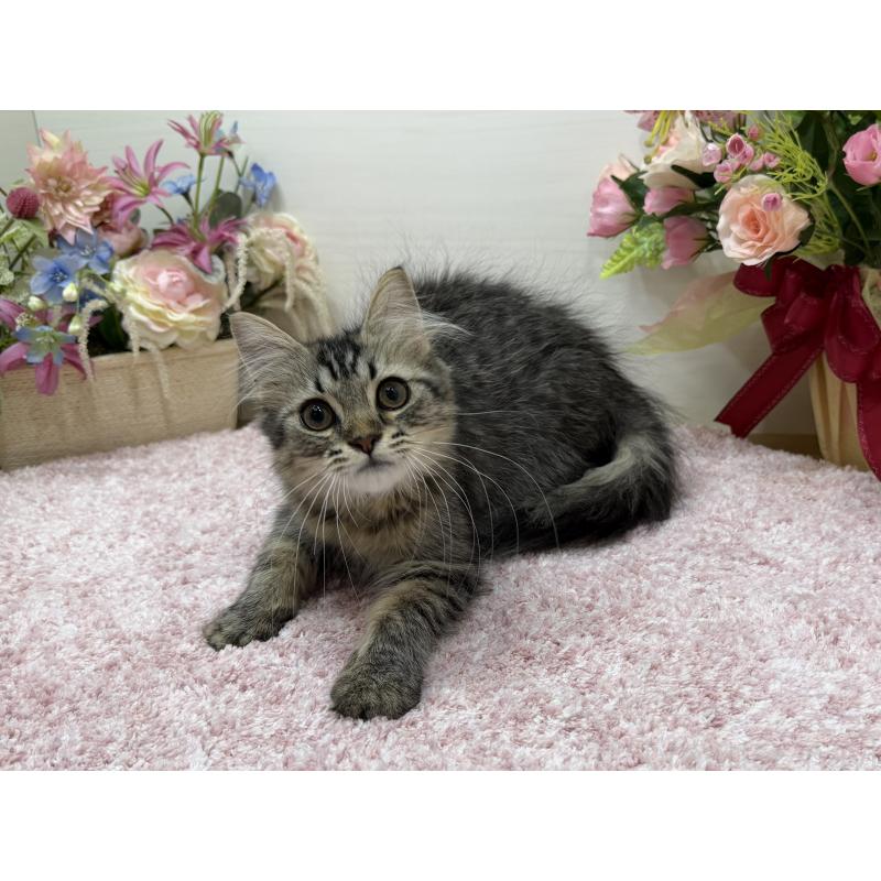 販売中の東京都のラガマフィン-136833の5枚目