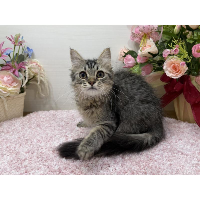 販売中の東京都のラガマフィン-136833の4枚目