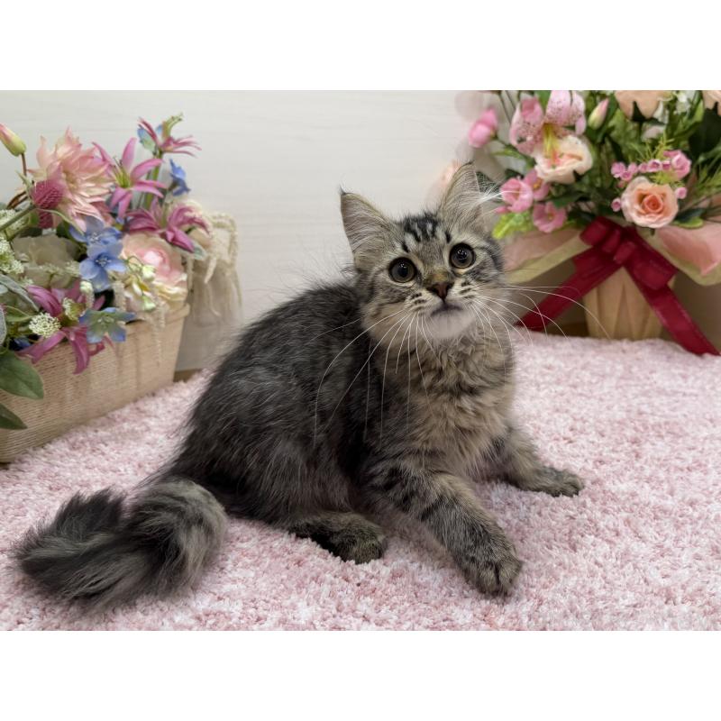 販売中の東京都のラガマフィン-136833の3枚目