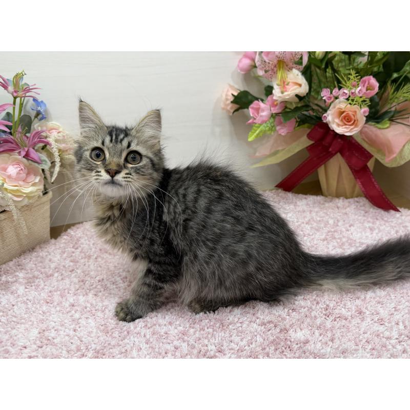 販売中の東京都のラガマフィン-136833の2枚目