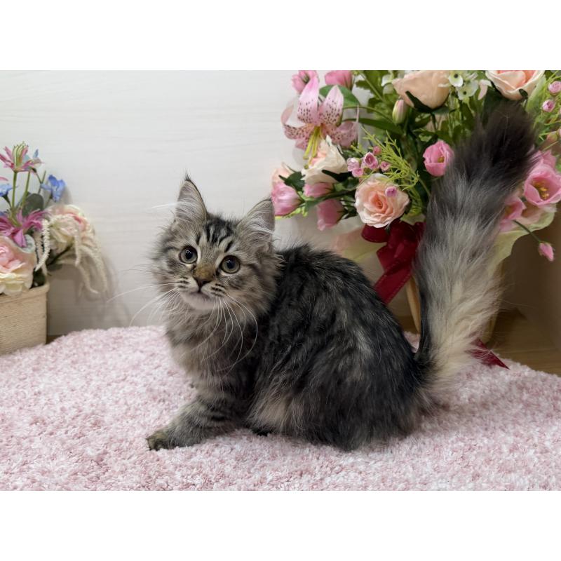 販売中の東京都のラガマフィン-136233の4枚目