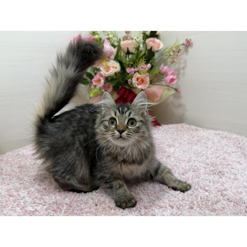 販売中の東京都のラガマフィン-136233の3枚目