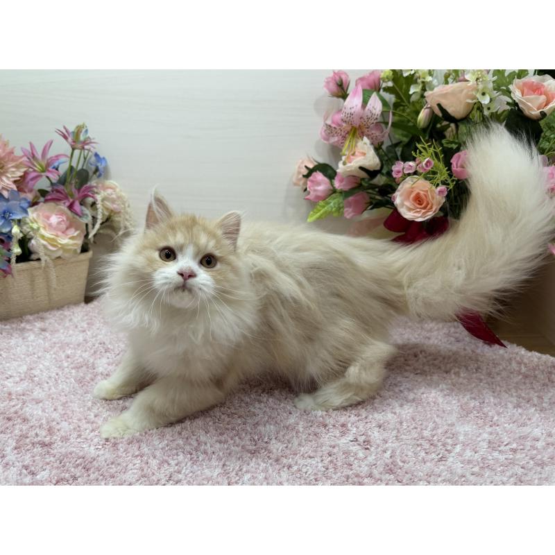 販売中の東京都のミヌエット-136381の4枚目