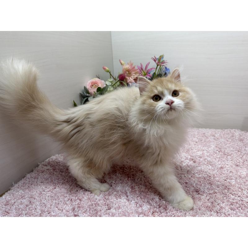 販売中の東京都のミヌエット-136381の3枚目