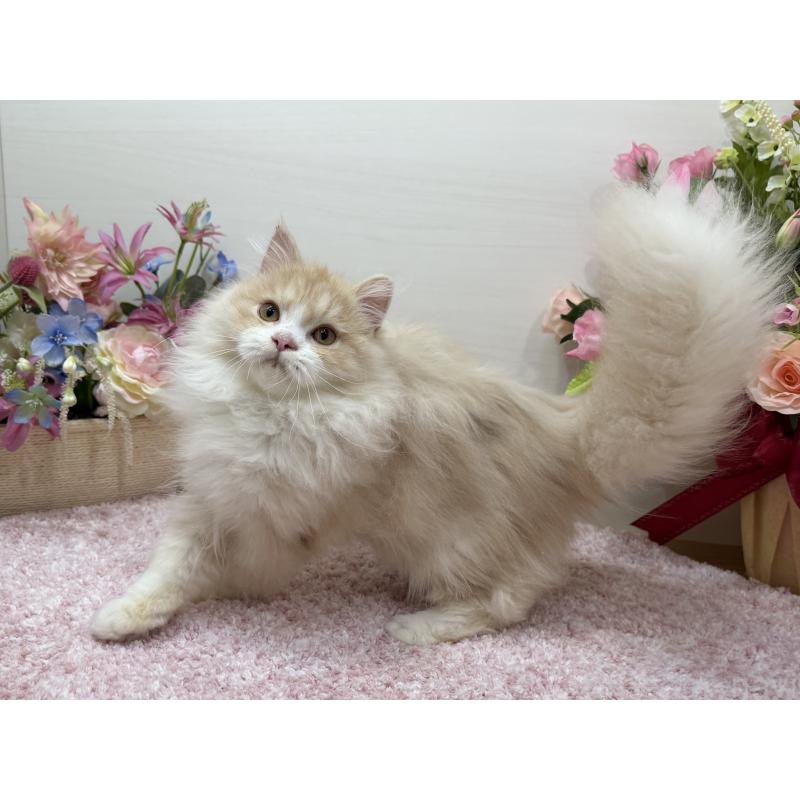 販売中の東京都のミヌエット-136381の2枚目