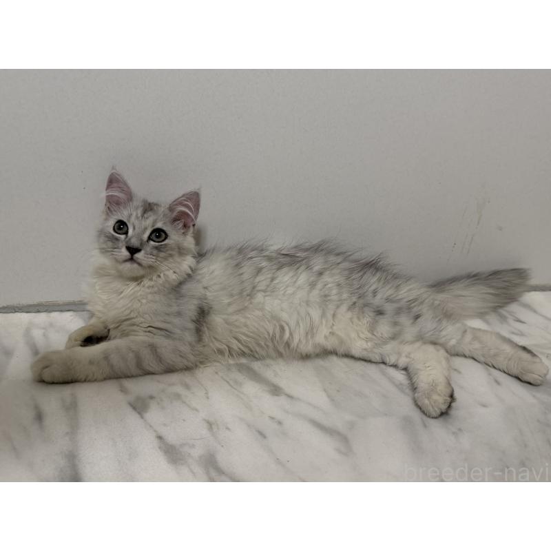 販売中の東京都のラガマフィン-136137の2枚目