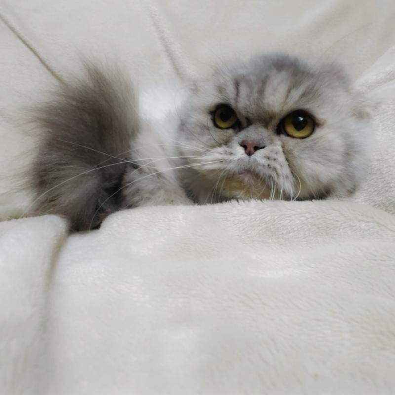 販売中の埼玉県のスコティッシュフォールド-139165の5枚目