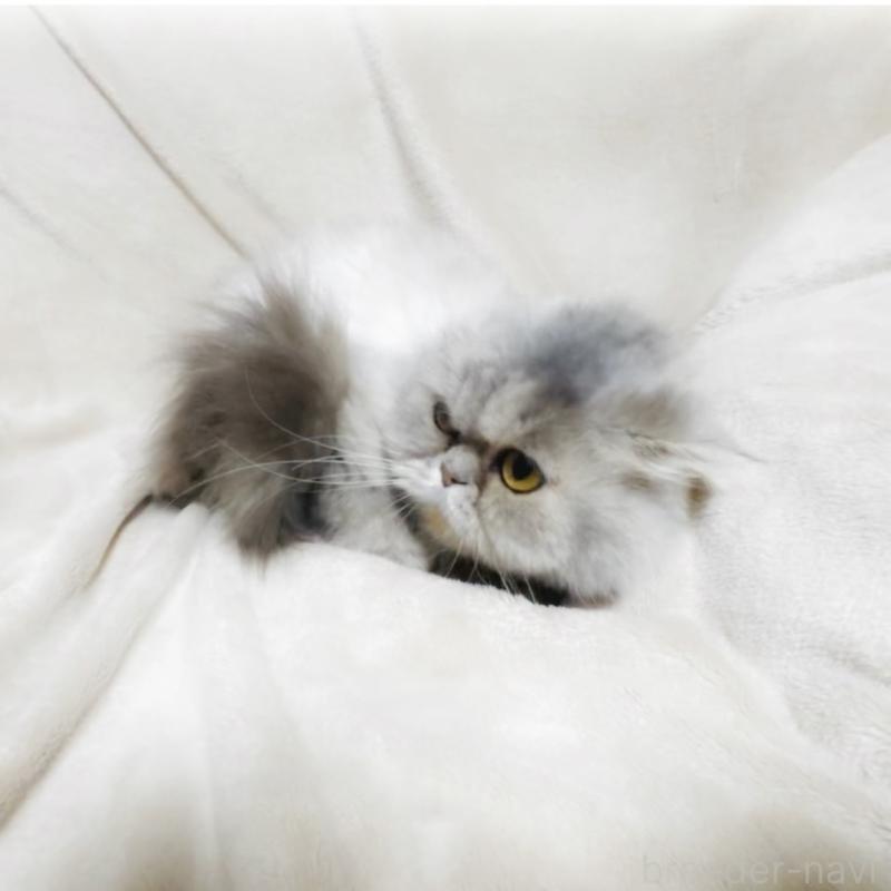 販売中の埼玉県のスコティッシュフォールド-139165の3枚目