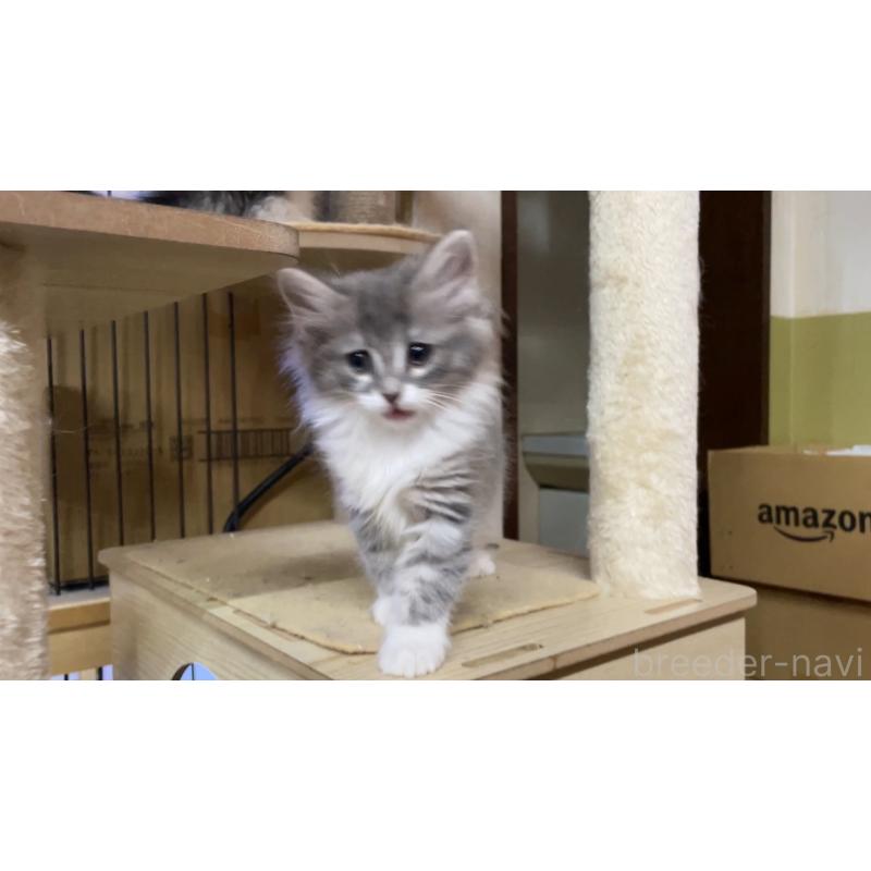 販売中の京都府のノルウェージャンフォレストキャット-139107の3枚目