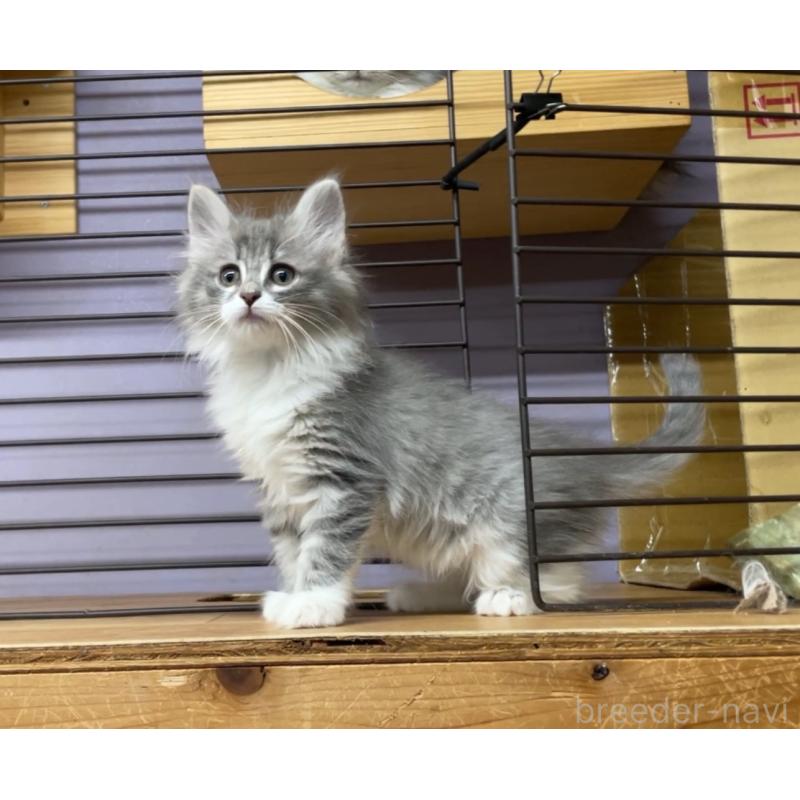 販売中の京都府のノルウェージャンフォレストキャット-139107の2枚目