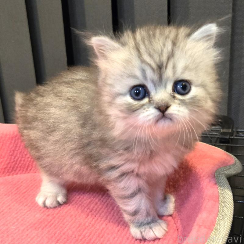 販売中の福岡県のミヌエット-138386