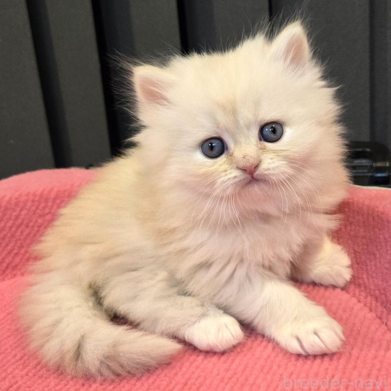 販売中の福岡県のミヌエット-138385