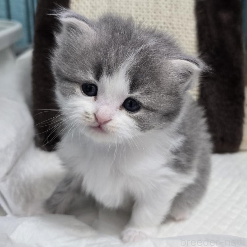 販売中の福岡県のマンチカン-138805